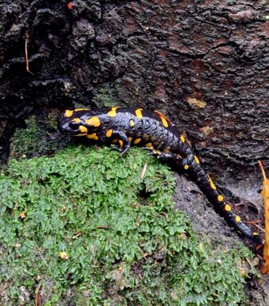salamandra